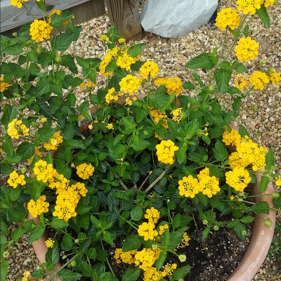 Meet your Posher, Marsha - Picture 8 of 8